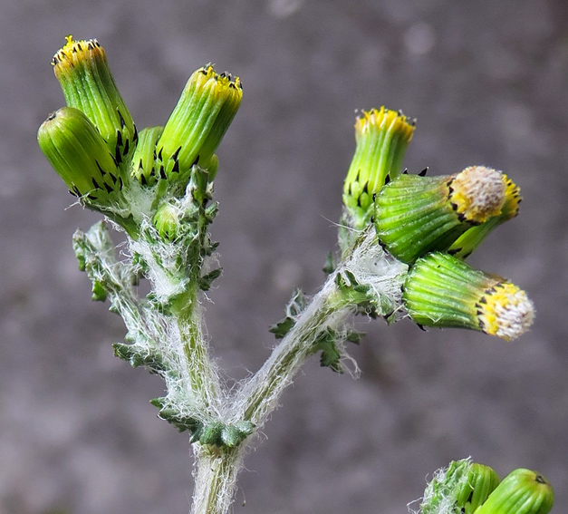 Senecio6a