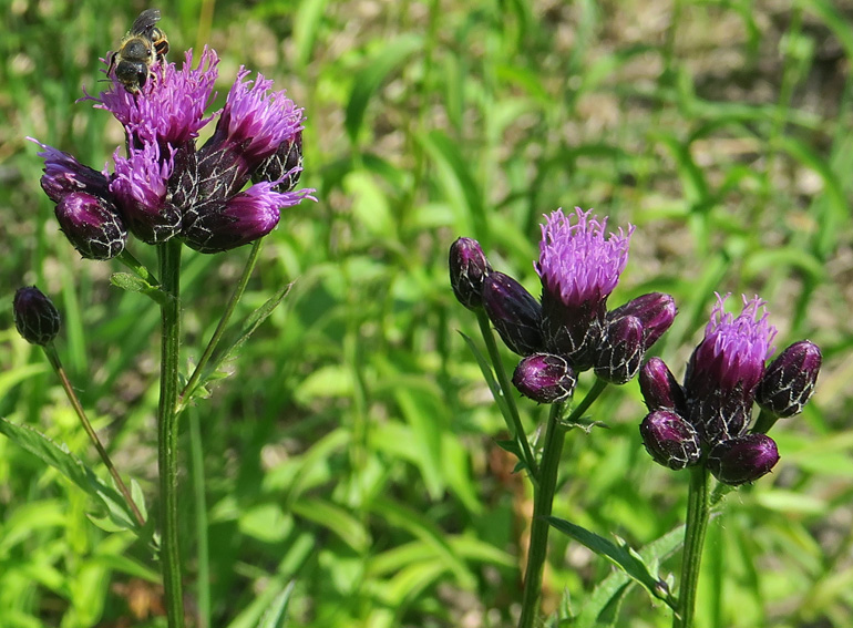 Serratula5