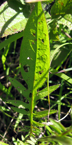 Serratula2