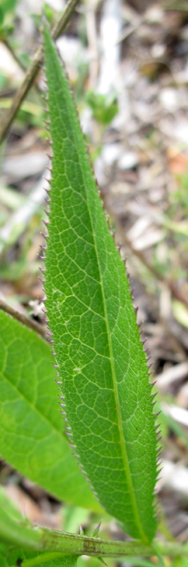 Serratula3