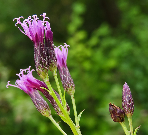 Serratula3c