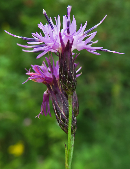 Serratula5a