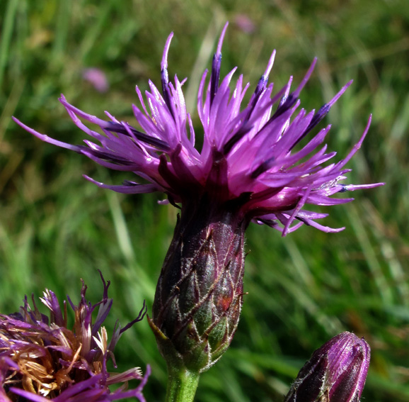 Serratula8