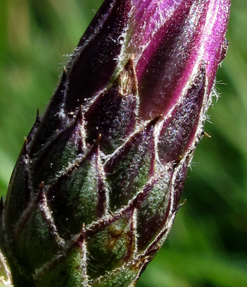 Serratula9