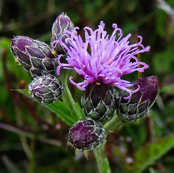 Serratula6