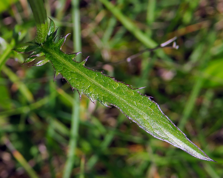 Serratula3a