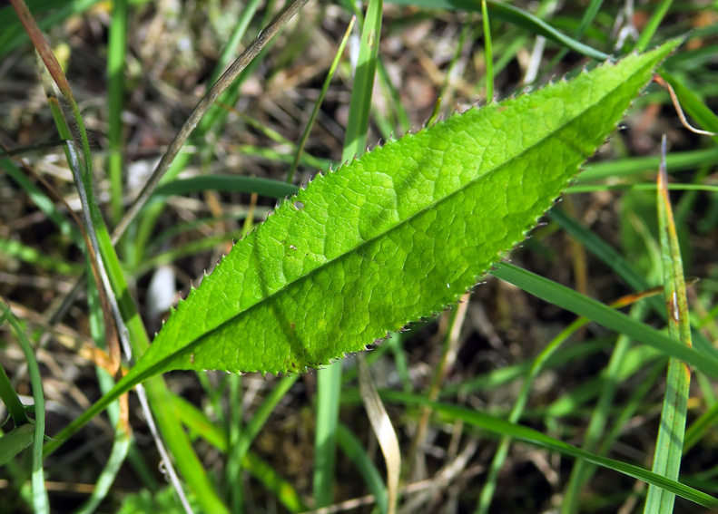 Serratula3b