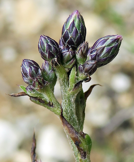 Serratula4