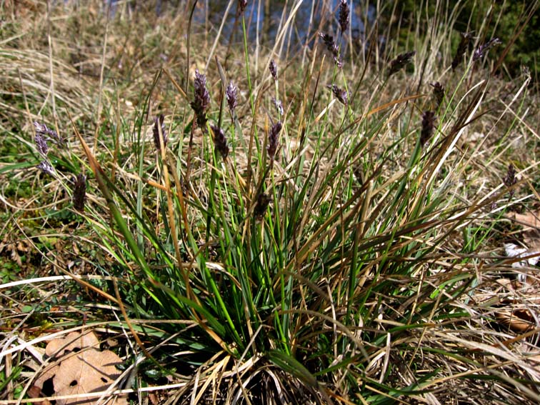 Sesleria1