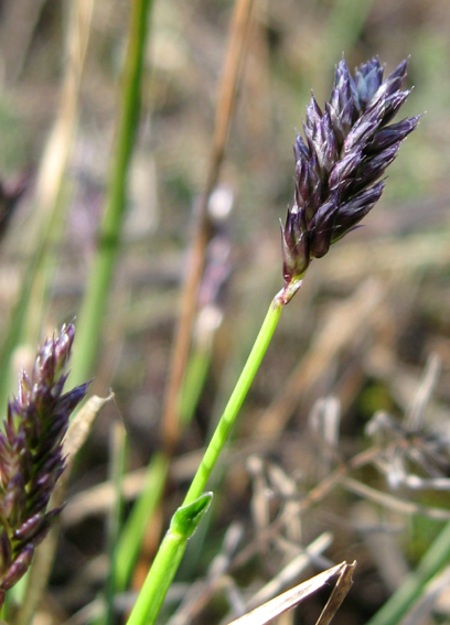 Sesleria2