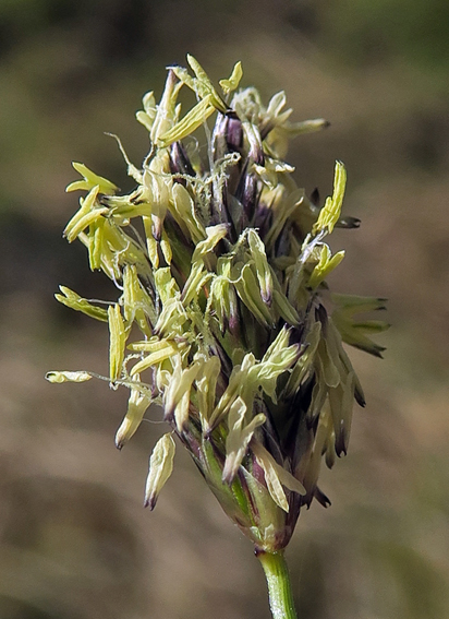 Sesleria5