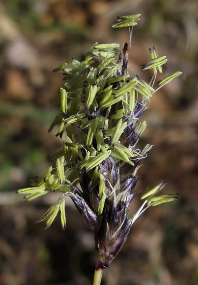 Sesleria4