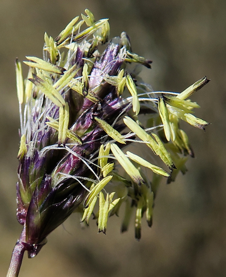 Sesleria7