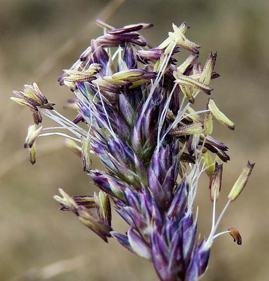 Sesleria8