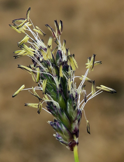 Sesleria3