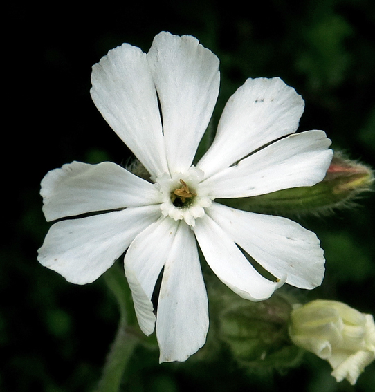 Silene3b