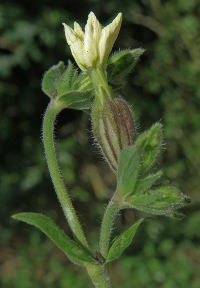 Silene30