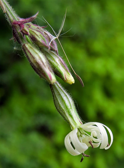Silene6b