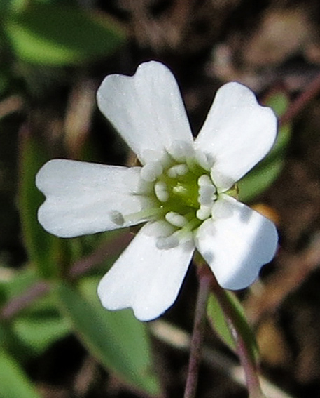 Silene23a