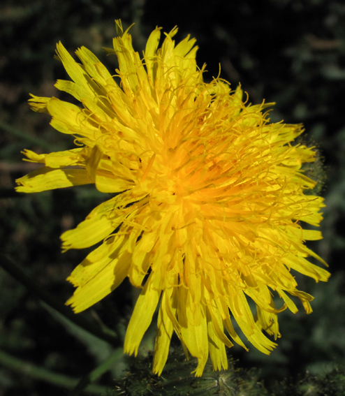 Sonchus7a