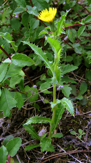 Sonchus1