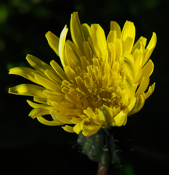 Sonchus10