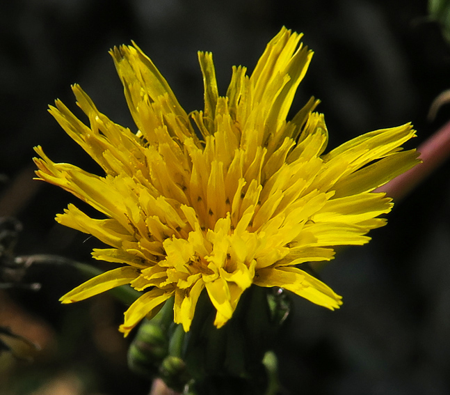 Sonchus9a