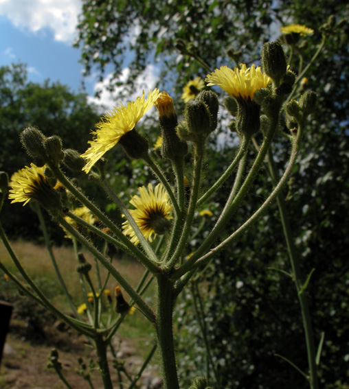 Sonchus11c