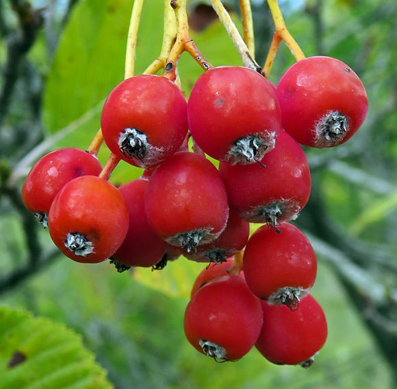 Sorbus5