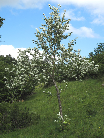 Sorbus1b