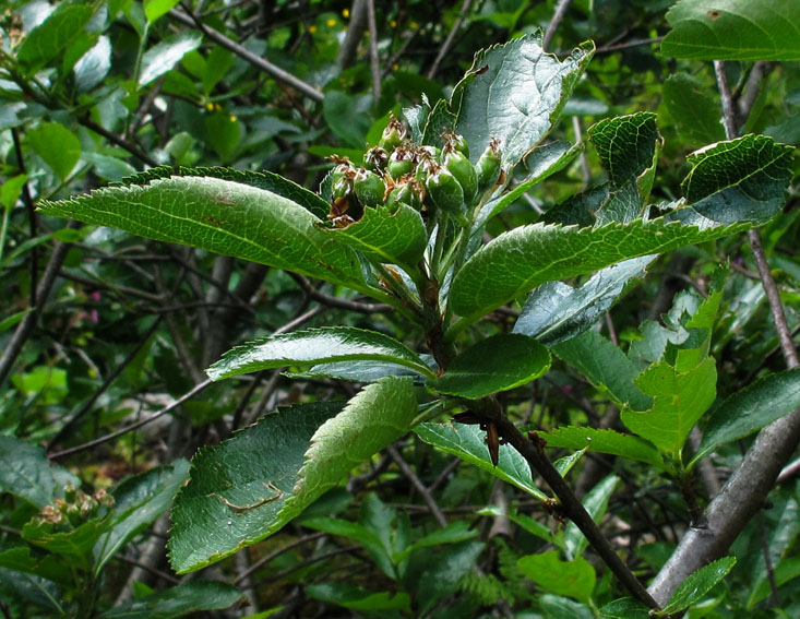 Sorbus17