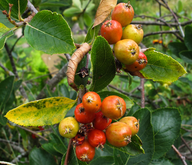 Sorbus19