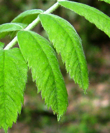 Sorbus9