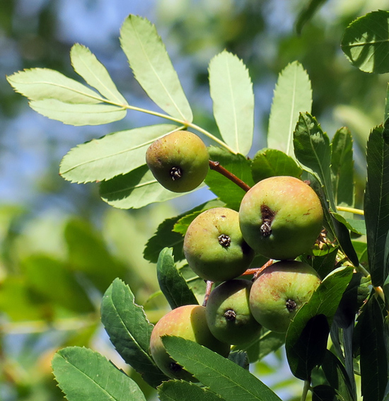 Sorbus7d