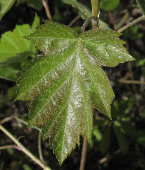 Sorbus6