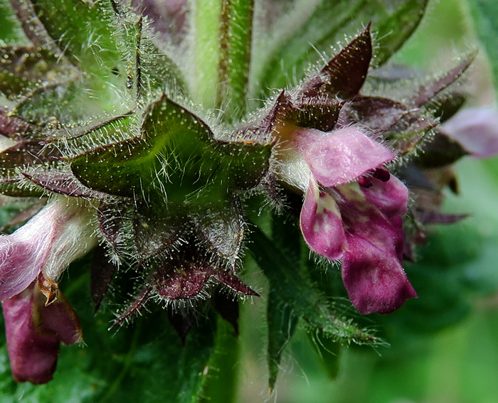 Stachys29