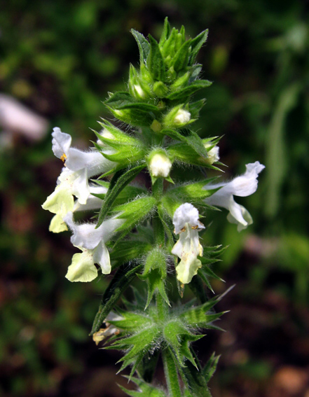 Stachys5