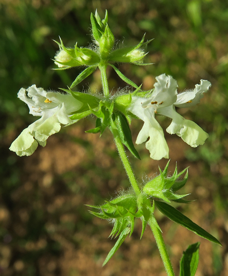 Stachys4
