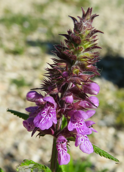 Stachys13e3