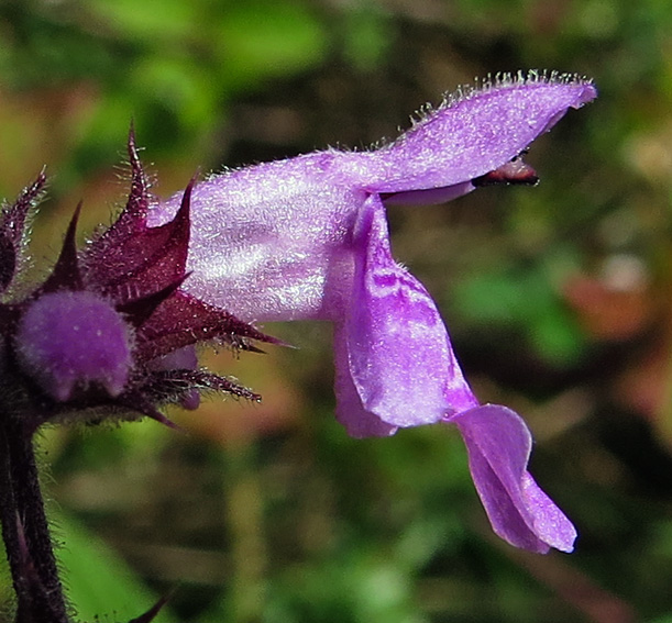 Stachys13d