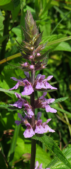 Stachys13e1