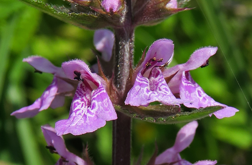 Stachys13e2