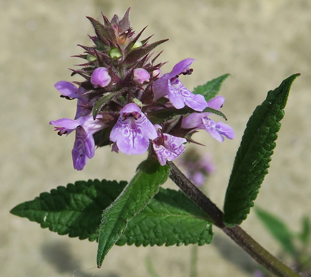 Stachys13c