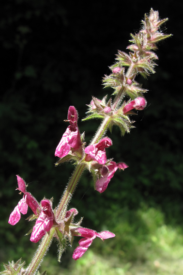 Stachys8c