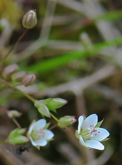 Minuartia4