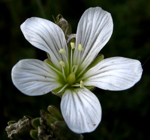 Minuartia2