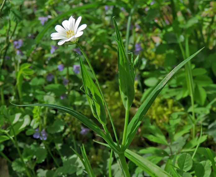 Stellaria4