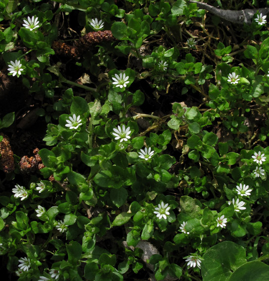 Stellaria8a