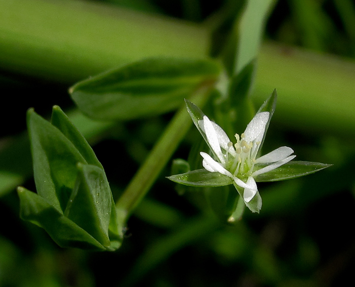 Stellaria13