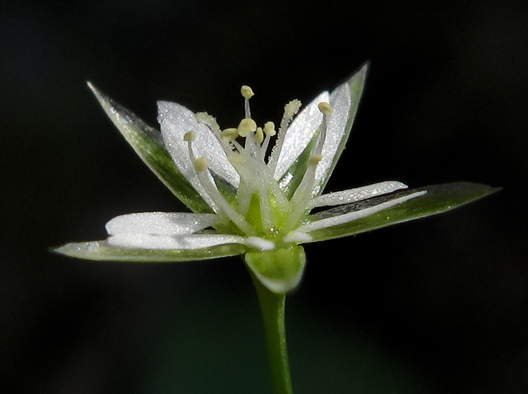 Stellaria15